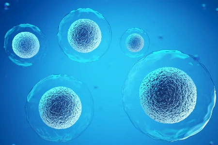 Stem Cells